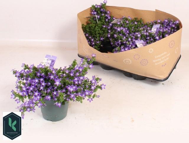 <h4>CAMP POSCHARSKYANA</h4>