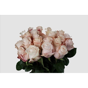 Rosa ec pomarosa