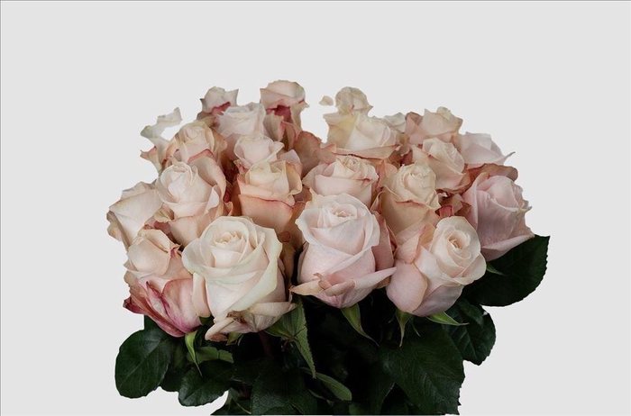 <h4>Rosa ec pomarosa</h4>