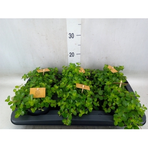 Peperomia rotundifolia