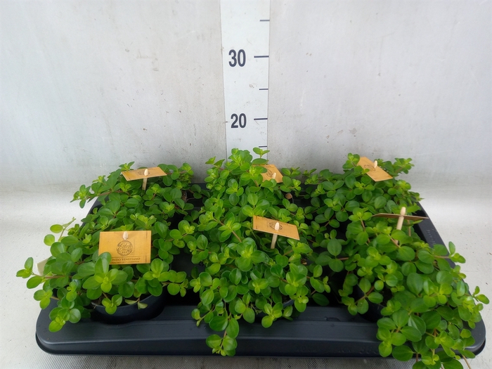 <h4>Peperomia rotundifolia</h4>