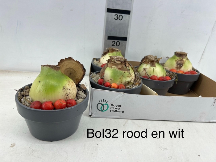 <h4>ARR BOL KNOLGEWAS</h4>