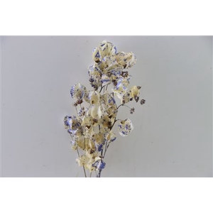 Dried Artz Bougainvillea Matisse Bunch Slv