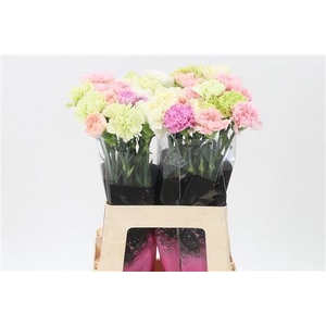 Di St Mix Pastel