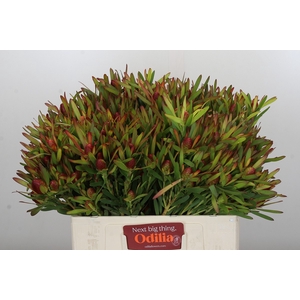 Leucadendron Ayoba Cherry Pearl Spray