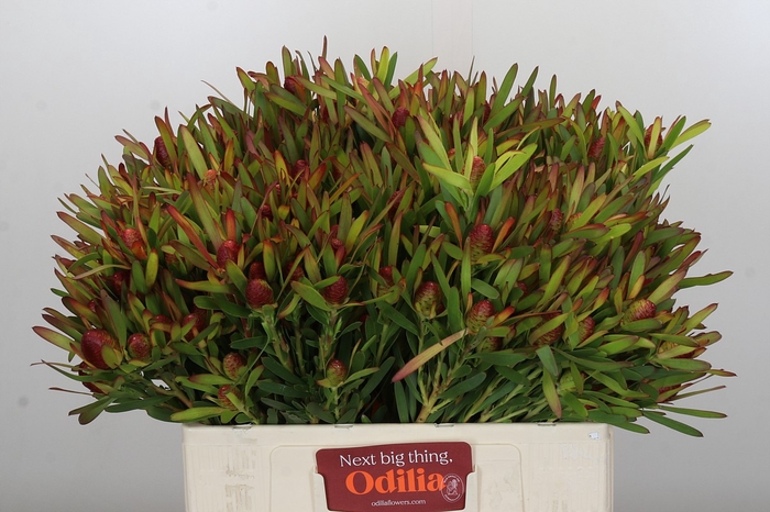 <h4>Leucadendron Ayoba Cherry Pearl Spray</h4>
