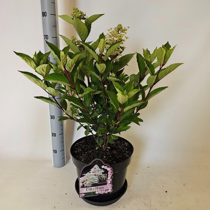 <h4>Hydrangea paniculata</h4>