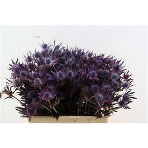 ERYN RED MAGIC OPGETROKKEN H%*