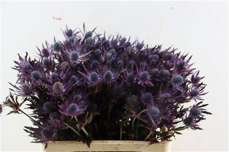 <h4>ERYN RED MAGIC OPGETROKKEN H%*</h4>