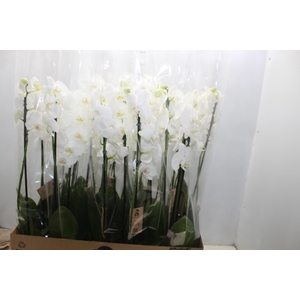 PHALAENOPSIS P12 BRANCO 3 HT