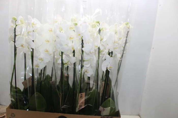 <h4>PHALAENOPSIS P12 BRANCO 3 HT</h4>