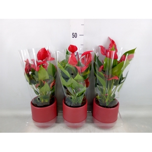 Anthurium  'Banderola Lava'
