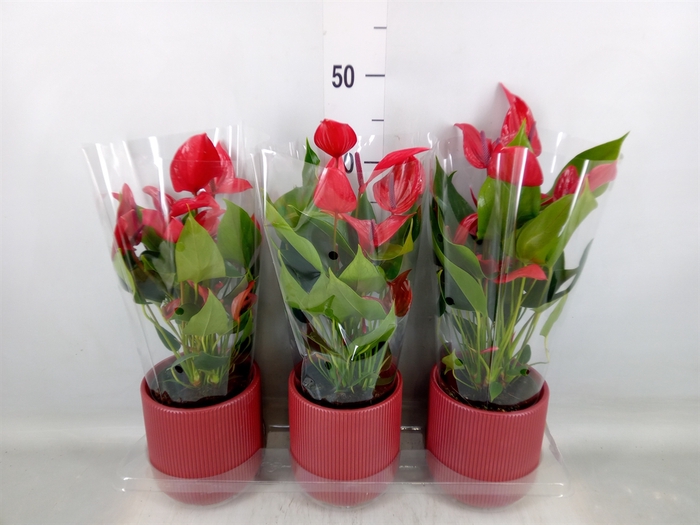 <h4>Anthurium  'Banderola Lava'</h4>