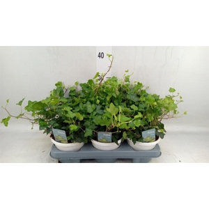 Hedera helix 'Wonder'