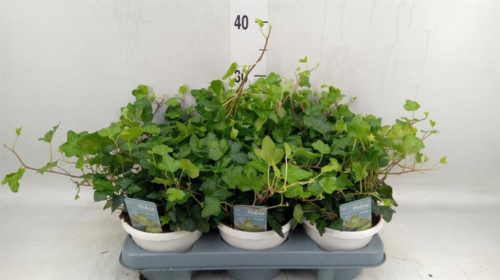 <h4>Hedera helix 'Wonder'</h4>