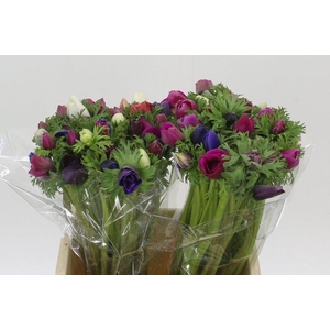 Anemone Mistral Plus Rainbow Mix