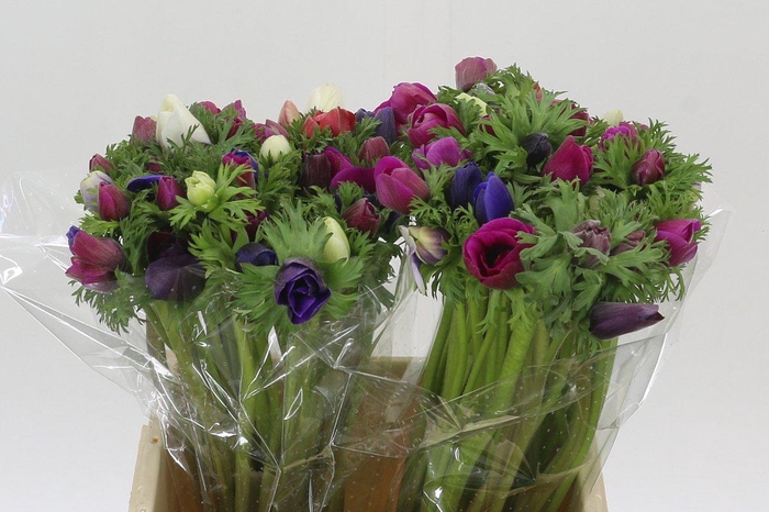 <h4>Anemone Mistral Plus Rainbow Mix</h4>