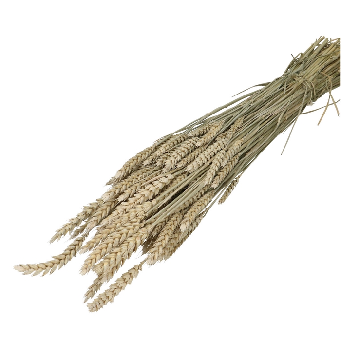 <h4>Dried flowers Wheat 60-70cm</h4>