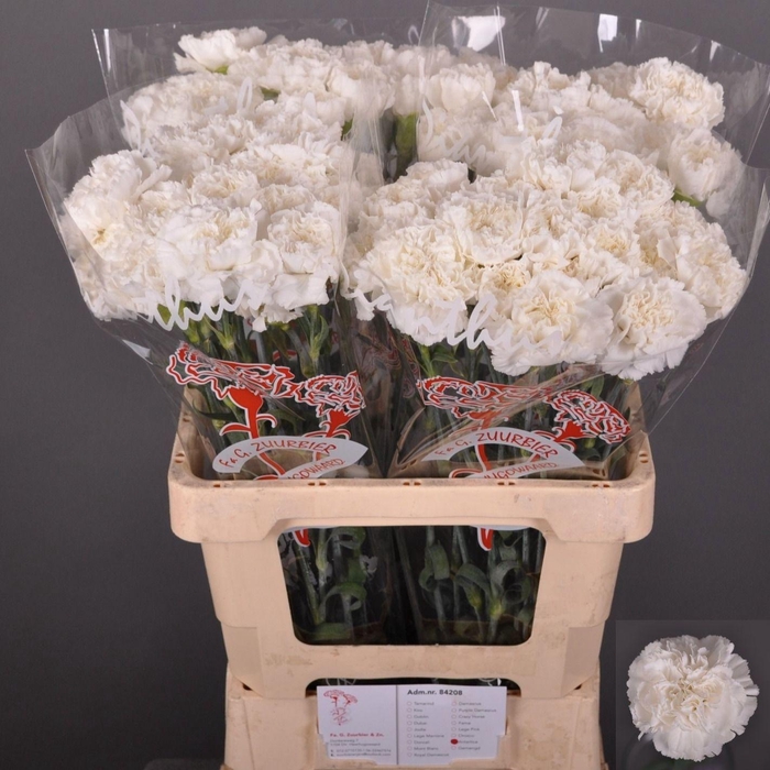 <h4>Dianthus st Antarctica</h4>