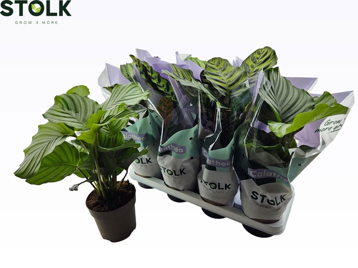 <h4>CALAT GEM 4 SRT</h4>