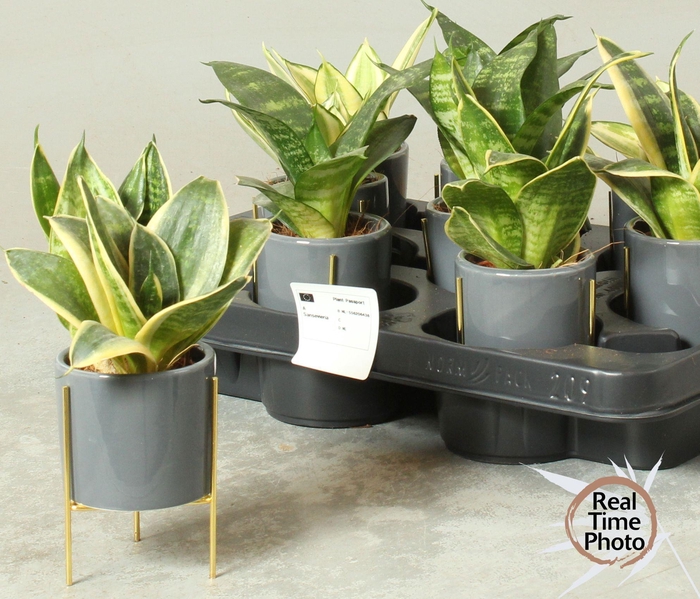 <h4>Sansev Trifascia Ov</h4>