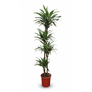 Dracaena overig