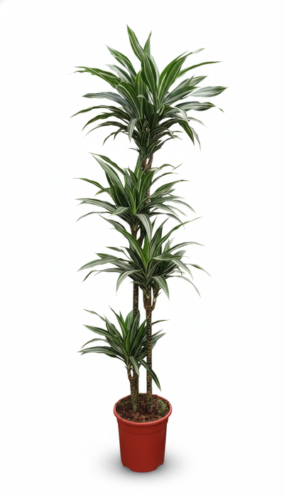 <h4>Dracaena overig</h4>