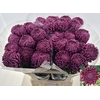 Chr. G 'Bigoudi Purple'
