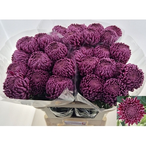 Chr. G 'Bigoudi Purple'