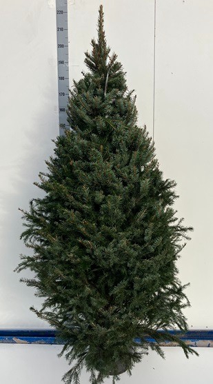 <h4>PICEA OMORIKA</h4>