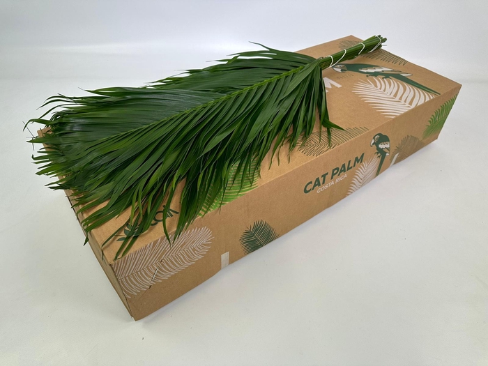 <h4>Catpalm</h4>