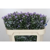 Aster Cassandra