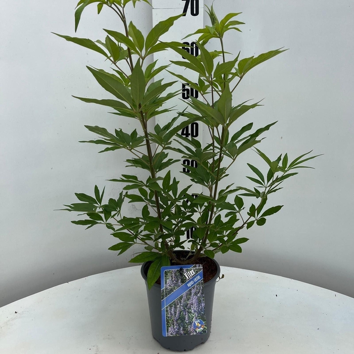 <h4>Vitex agnus-castus</h4>