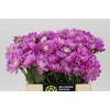 Dahlia Purple Onesta