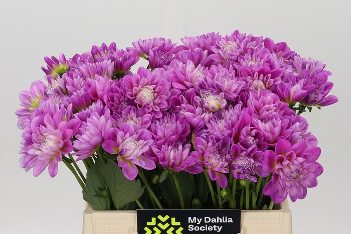Dahlia Purple Onesta