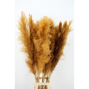 DF Pampas 130cm Ocher Yellow
