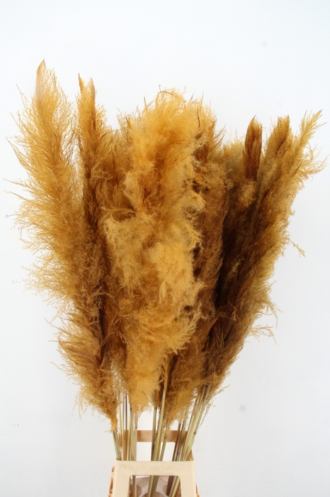 <h4>DF Pampas 130cm Ocher Yellow</h4>