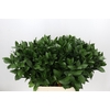 Ruscus Hypophyllum