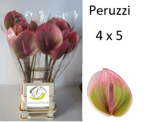 <h4>Anthurium Peruzzi</h4>