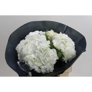 Hydrangea Premium White