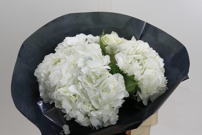 <h4>Hydrangea Premium White</h4>