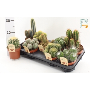CACTUS GEM