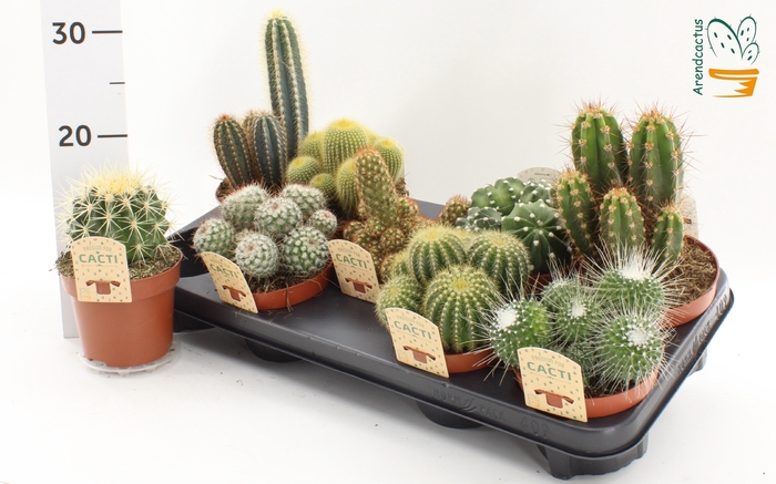 <h4>CACTUS GEM</h4>