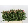Paeonia Dr A Fleming