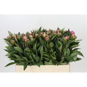 Paeonia Dr A Fleming
