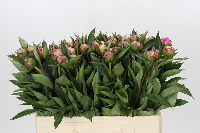 Paeonia Dr A Fleming