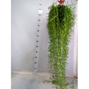 Senecio   ...
