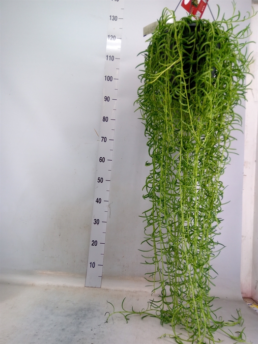 <h4>Senecio   ...</h4>