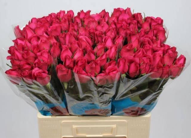 <h4>R GR GRAND EUROPE</h4>