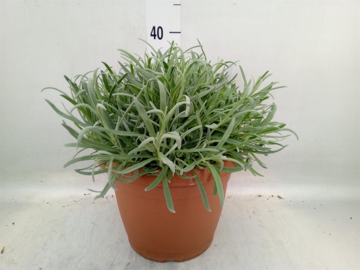 <h4>Lavandula angus.</h4>